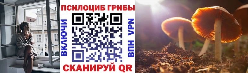 мега как зайти  Елец  Псилоцибиновые грибы Psilocybe 